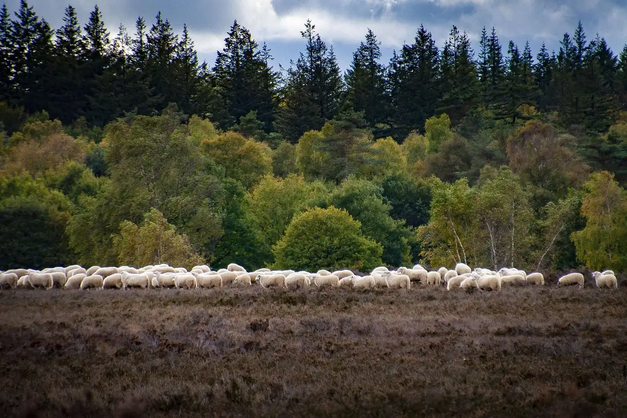 Duurzaam Veluwe: Ontdek groene initiatieven en tips