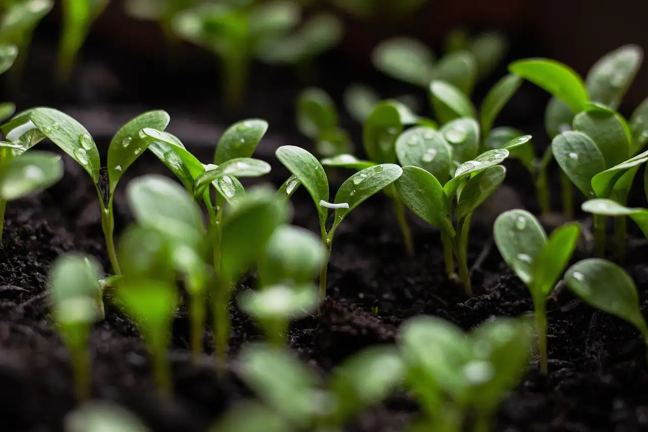 Duurzaamheid: tips voor een groene toekomst