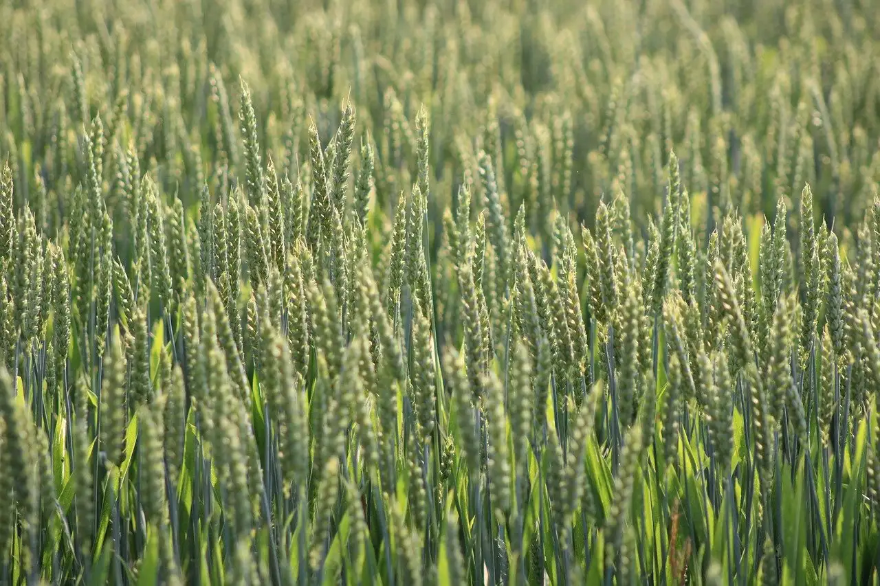 Duurzame en ecologische groothandel voor bedrijven