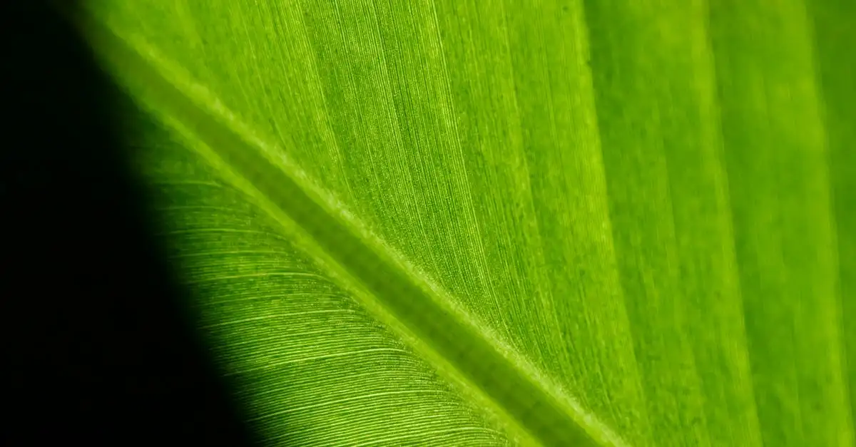 Groene duurzaamheid: Ontdek onze milieuvriendelijke