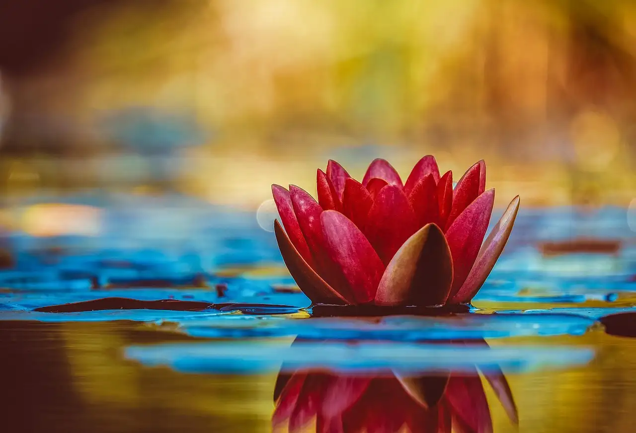 Zen lifestyle korting: Ontdek onze beste aanbiedingen nu